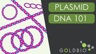 Plasmid Conformations 101 From Relaxed to Supercoiled DNA [upl. by Quartet777]