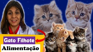 Gato filhote a ALIMENTAÇÃO CERTA  Leite Ração Úmida e Ração Seca Pet Vida Saudável [upl. by Magdalen]