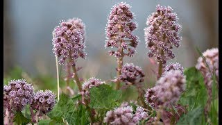 Butterbur Petasines  Migraine Tension Headache Spasms Hay Fever Asthma Anti inflammatory [upl. by Sophie407]