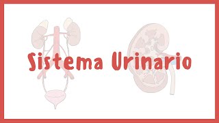 ANATOMÍA  Sistema urinario riñones vejiga uretra y uréteres  Blasto Med [upl. by Notla841]