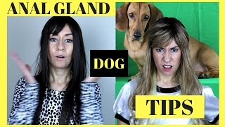 DOG ANAL GLANDS 5 natural tips [upl. by Azral]