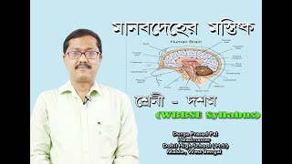 human brain class 10মানব মস্তিষ্ক WBBSEBrain structure amp function in BengaliLife science wbcs [upl. by Lleksah602]