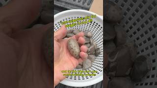 4 Steps I use to Polish Petoskey Stones [upl. by Anselme]