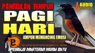 MEMANCING EM0SI PAGI HARI  PANCINGAN MURAI BATU TERBAIK [upl. by Uzzi818]