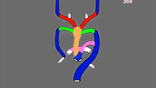 Aortic arches development [upl. by Dal861]