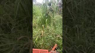 Mowing through the tall grass at the Earther Academy farm Hopefully you can hear me  Mowing [upl. by Artenahs]