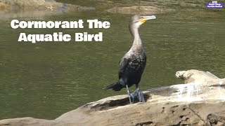 Cormorant The Aquatic Bird cormorants wildlife river [upl. by Afrikah]