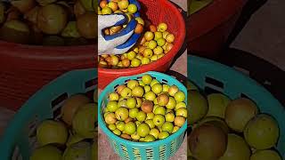 Jujube Fruit Tree Birds and Squirrel Resthouse  Harvesting of Fruits Only 50 drkakfood [upl. by Lurie]