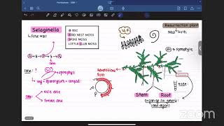 LEC ON SELAGINELLA BY AVISHEK LAUDARI [upl. by Emalia]