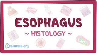 Esophagus Histology [upl. by Mchenry773]