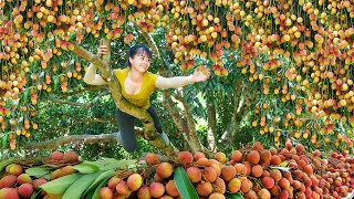 Harvesting Lychee Fruit Goes To Market Sell  Make Lychee Syrup  Phuong Daily Harvesting [upl. by Niwde]