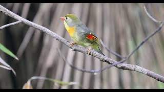 Redbilled Leiothrix singing in Nanjing China May 2021 [upl. by Manara]