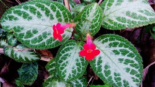 Silver leaf flame violet flower plants  Episcia cupreata [upl. by Eizzik846]