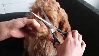 australian labradoodle puppy grooming [upl. by Paxton294]