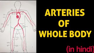 Arteries of Whole Body 💥 [upl. by Winona14]