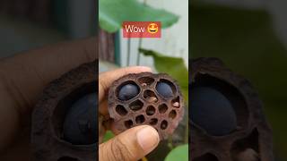 Lotus seeds 😳garden gardening gardeningtips lotus lotusseeds collect shortvideo shortsvideo [upl. by Genisia988]