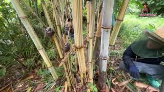 ไผ่ยักษ์ราชธานี…Dendrocalamus giganteus bicolor…ได้ฝนชุ่มฉ่ำ หน่อใหญลำใหญ่ [upl. by Eirtemed]