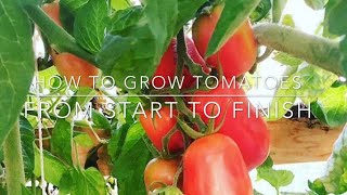 How to grow TOMATOES from seed  from SEED TO FRUIT  Complete guide with TIPS  STEP BY STEP [upl. by Almeeta414]