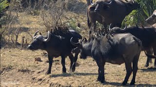 Yellowbilled oxpeckers in huge numbers hitching a ride on buffalo [upl. by Akinat196]