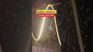 DIWALI INSECTS IN SLOW MOTION diwali diwali2024 shorts diwalispecial firecracker trending 1k [upl. by Bj]