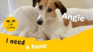 Angie the amazing Lurcher  Dogs Trust Loughborough [upl. by Ikir]