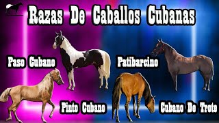 Los Caballos De Cuba Que No Conocías Razas Olvidadas 🐴Del Cerro Soy [upl. by Myk237]