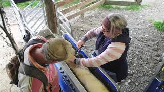 Using a Sheep Handler for Multiple Treatments [upl. by Dowski]