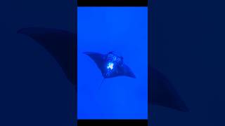 Manta Ray Spin Feeding manta marinelife shorts [upl. by Martres913]