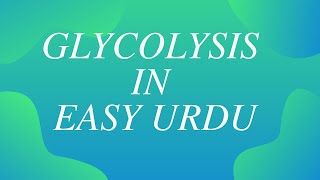 Glycolysis in easy urdu [upl. by Aihsilef]