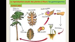 Cycle de développement chez les gymnosperme [upl. by Tletski]