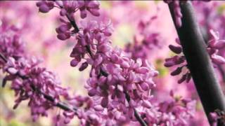 2PK Chinese Redbud Tree Cercis Avondale [upl. by Euqenimod]