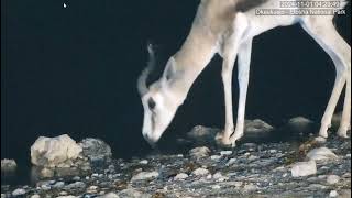 Springbok with lump at the base of neck area [upl. by Aneerol428]