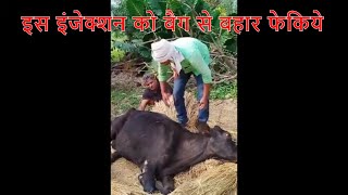 Mastitis के इलाज में कौन इंजेक्शन Cow के लिए जानलेवा हैं  ये गाय बची कैसे [upl. by Melborn864]