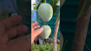 Himsagar Mango harvest mango mangofruit gardening rooftopgarden [upl. by Nosirrah860]