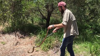 Brown Snake Shows Defensive Behavior  ViralHog [upl. by Nevarc527]