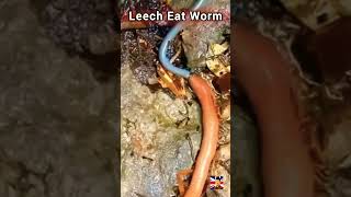 Leech Eat Worm shorts animals naturally [upl. by Gorlin]