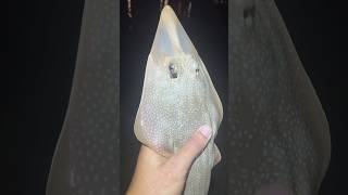 I caught a guitarfish [upl. by Cornwall837]