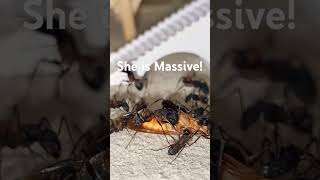 HUGE Ants shredding their meal [upl. by Esela403]