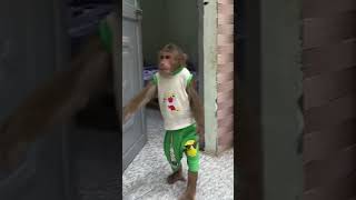 Oh  CUTIS is so strange todaycutis monkey shortvideo [upl. by Gally234]