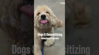 Dogs amp Desensitizing  Home Depot Exercises with Bo [upl. by Gilberto181]