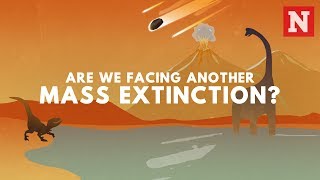 Are We Facing Another Mass Extinction Event [upl. by Ebner]