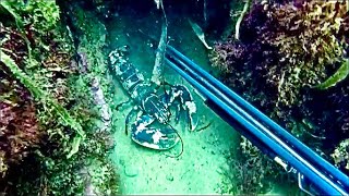 Spearfishing massive Lobster Bass amp Pollock at remote shallow reefs [upl. by Jordain]