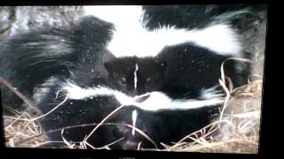 Skunk mating in winter [upl. by Eddra]