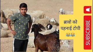 ब्रावो को पहनाई टोपी😂😂 [upl. by Avalsorim]