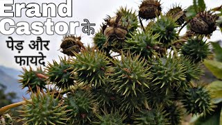 Erand oil tree  castor tree  Erandi k ped or fruit  Natural environment farming kheti [upl. by Elleon]