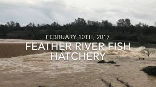 Feather River Fish Hatchery  Feburary 10 2017 [upl. by Zurheide]