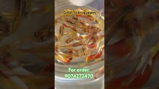 Red tail gold guppys guppys entertainment aquarium pets guppyworld [upl. by Gaspard22]