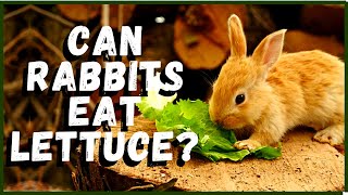 Can Rabbits Eat Lettuce [upl. by Aicenek]