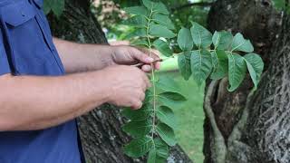 Amur cork tree Phellodendron amurense  Plant Identification [upl. by Arri]