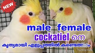 Cockatiel Gender IdentificationLutino Male and Female cockatiel [upl. by Moffat]